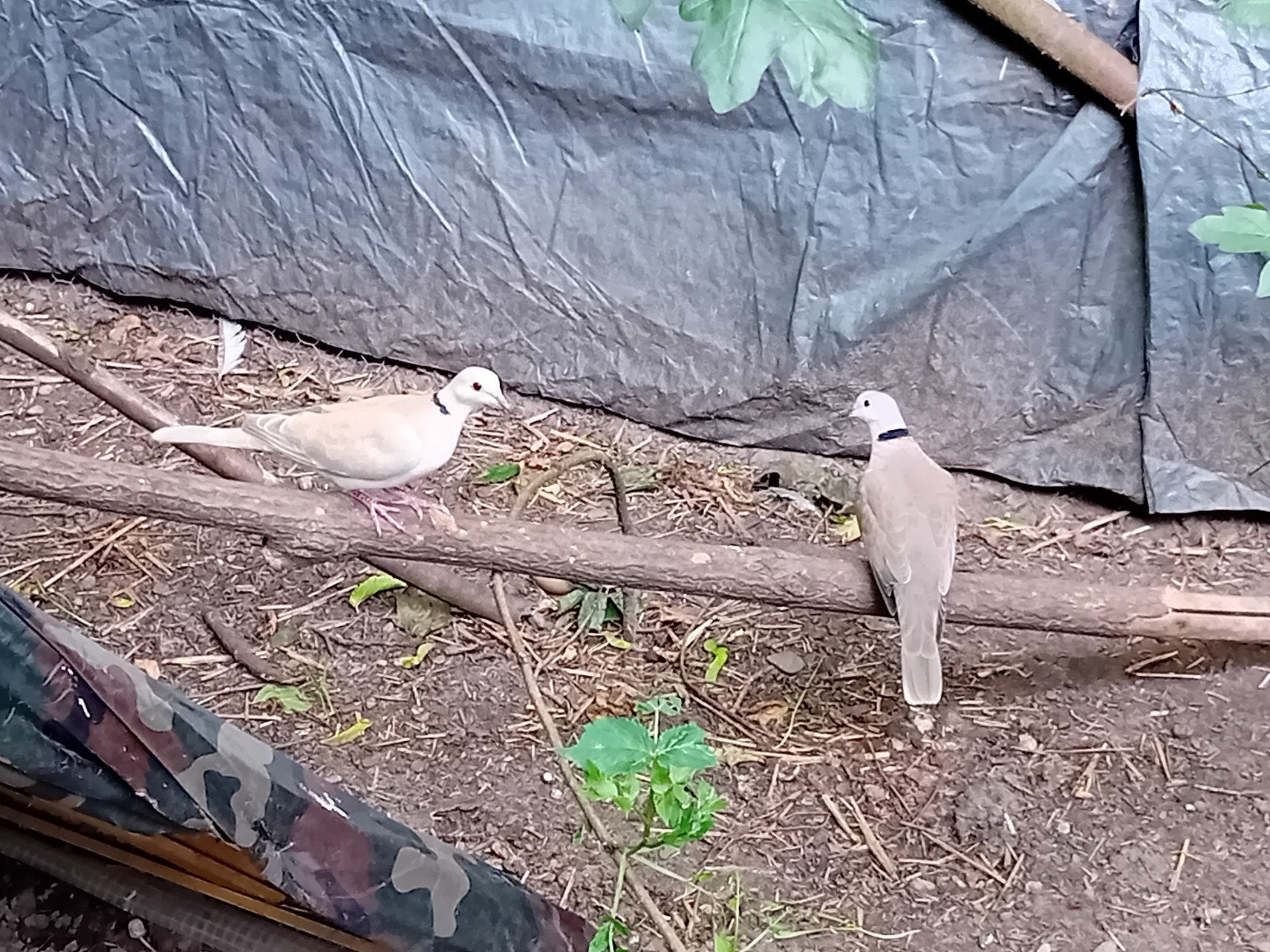 3 tortelduiven vrouwelijk., Dieren en Toebehoren, Vogels | Overige Vogels, Vrouwelijk