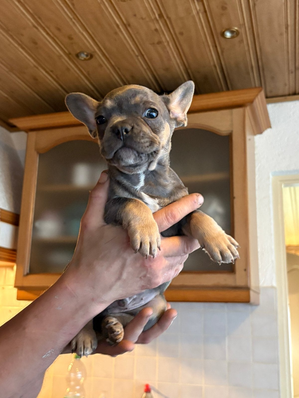 Hele mooie franse buldogg reutje, Reu, 8 tot 15 weken, Parvo, Bulldog
