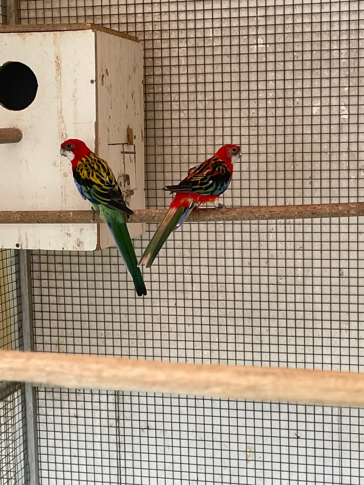 Koppel Rosella s, Dieren en Toebehoren, Vogels | Parkieten en Papegaaien, Meerdere dieren, Parkiet, Geringd