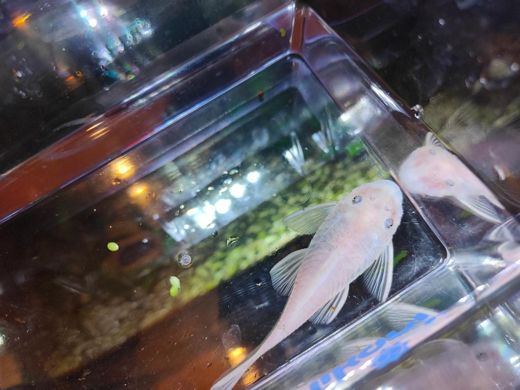 Koppel ancistrus Snow White, Vis, Zoetwatervis