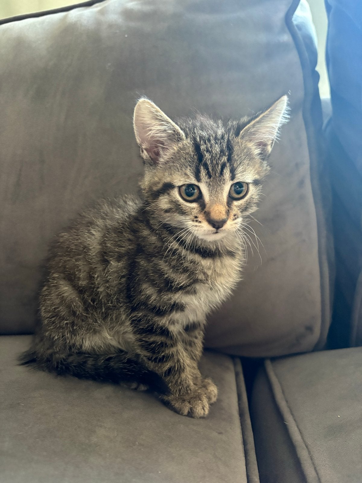 5 Kittens van 9 weken oud + knuffel kater 1+, Meerdere dieren, Kortharig, 0 tot 2 jaar