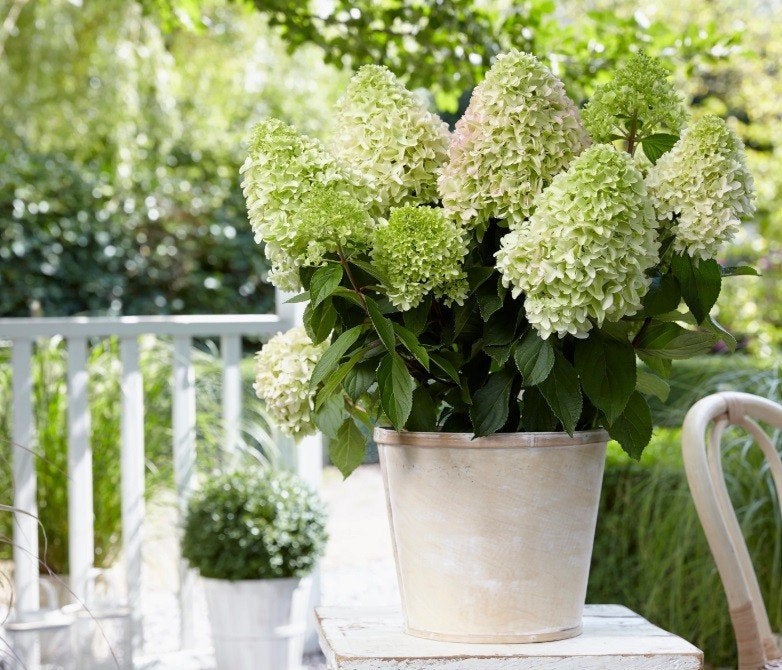 Hydrangea 'Little Fresco' (LAAGBLIJVEND! 70 cm), Tuin en Terras, Overige soorten, Vaste plant, Ophalen of Verzenden, Halfschaduw