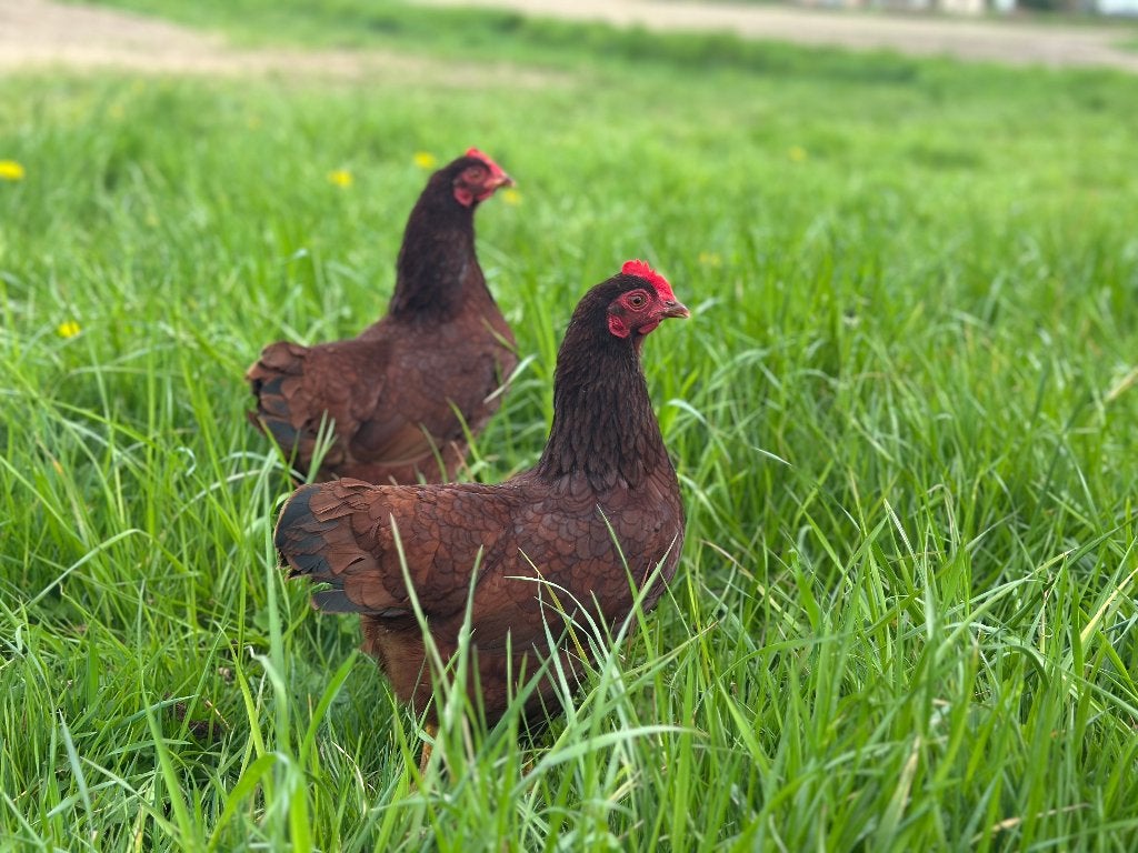Jonge tamme Rhode Island Red kriel kippen gesekst & ingeënt