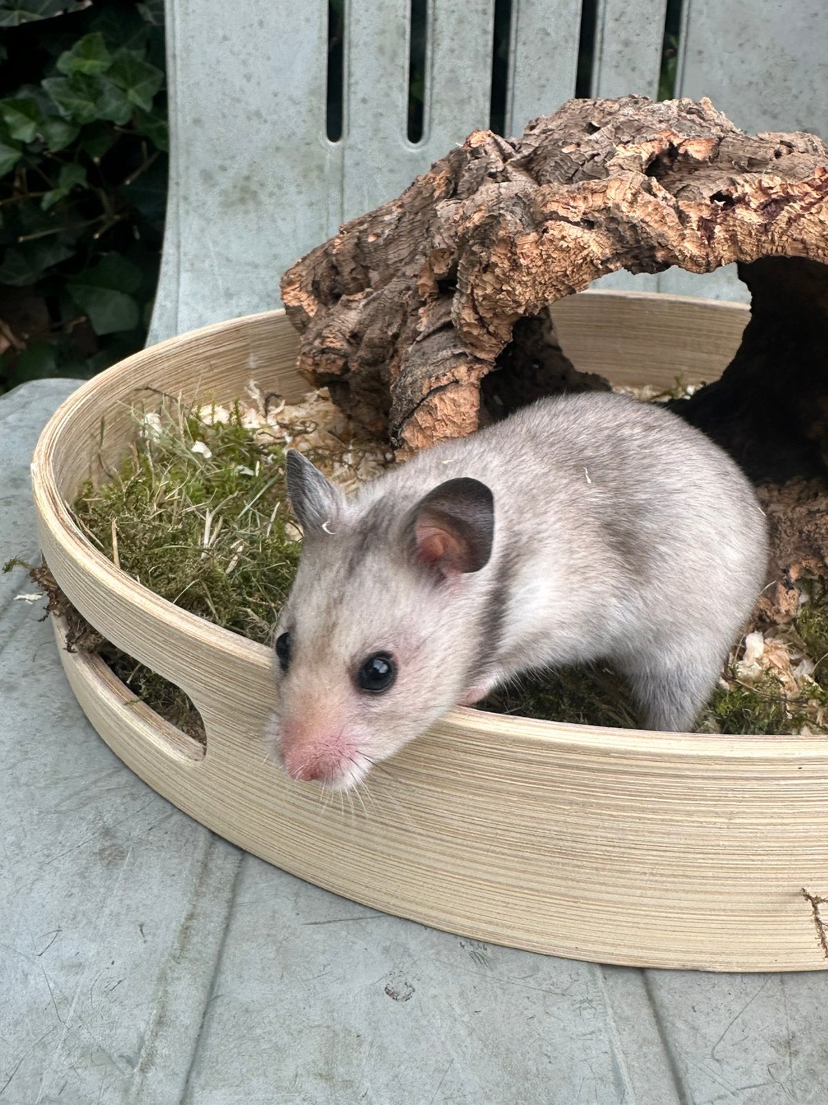 Syrische hamster (satijn).Goudhamster met extra zachte vacht, Dieren en Toebehoren, Knaagdieren, Hamster, Juni, Vrouwelijk, Tam