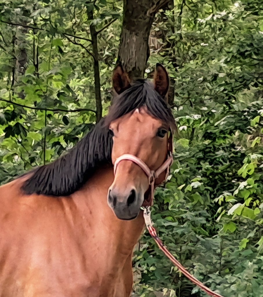 Knappe dressuur-recreatie E-pony, Dressuurpony, 3 tot 6 jaar, L, Merrie