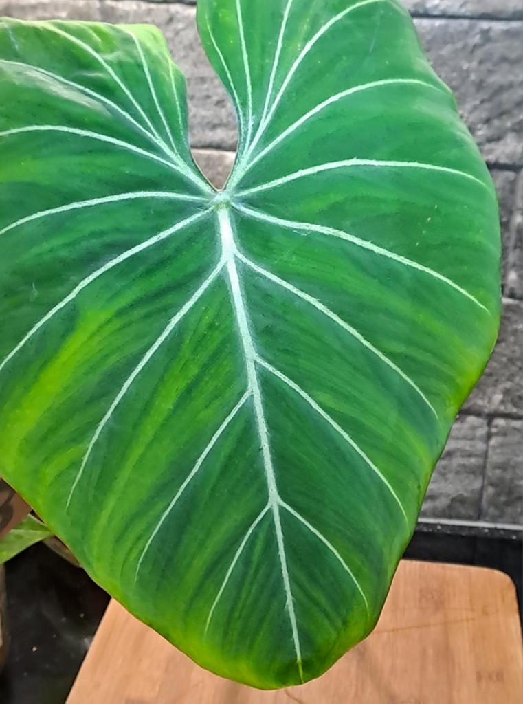 Philodendron Gloriosum, Ophalen of Verzenden, Halfschaduw, Minder dan 100 cm