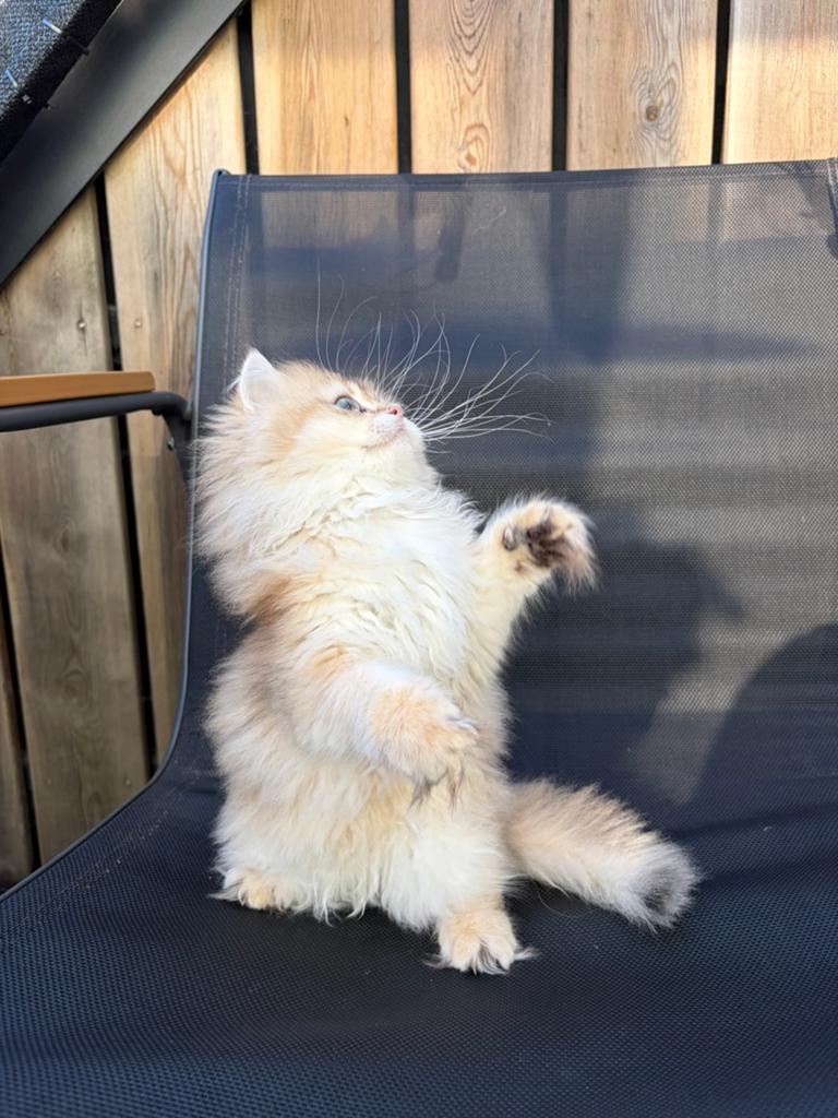 Britse langhaar Kittens golden, Meerdere dieren