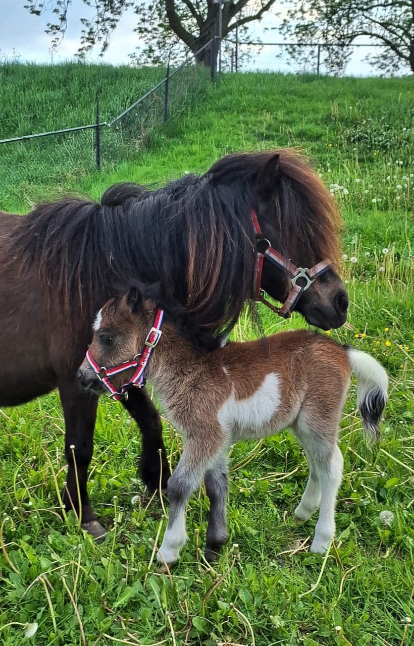 Shetland merrie met veulen, Merrie