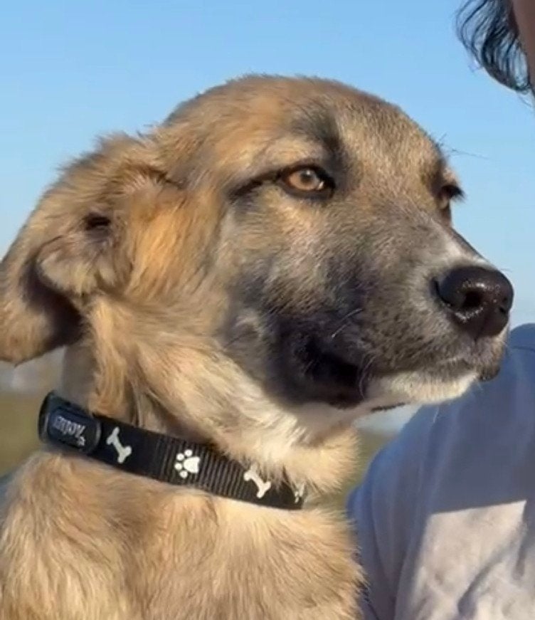 middelmaat teef zoekt thuis, herplaatser( Honey), Particulier, 15 weken tot 1 jaar, Buitenland, Teef