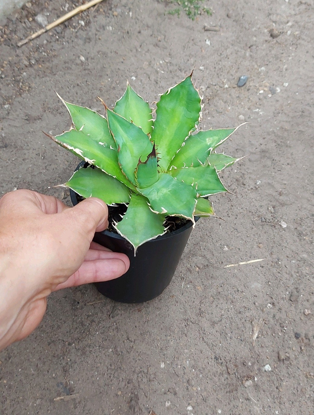 Agave Titanota sierlijke Agave plant, Tuin en Terras, Ophalen of Verzenden, Bloeit niet, Overige soorten, Volle zon