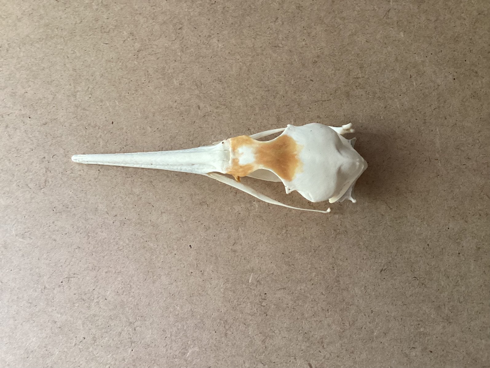 Schedel Aalscholver ( in Hilversum ), Verzamelen, Dierenverzamelingen, Ophalen of Verzenden, Gebruikt, Vogel, Schedel
