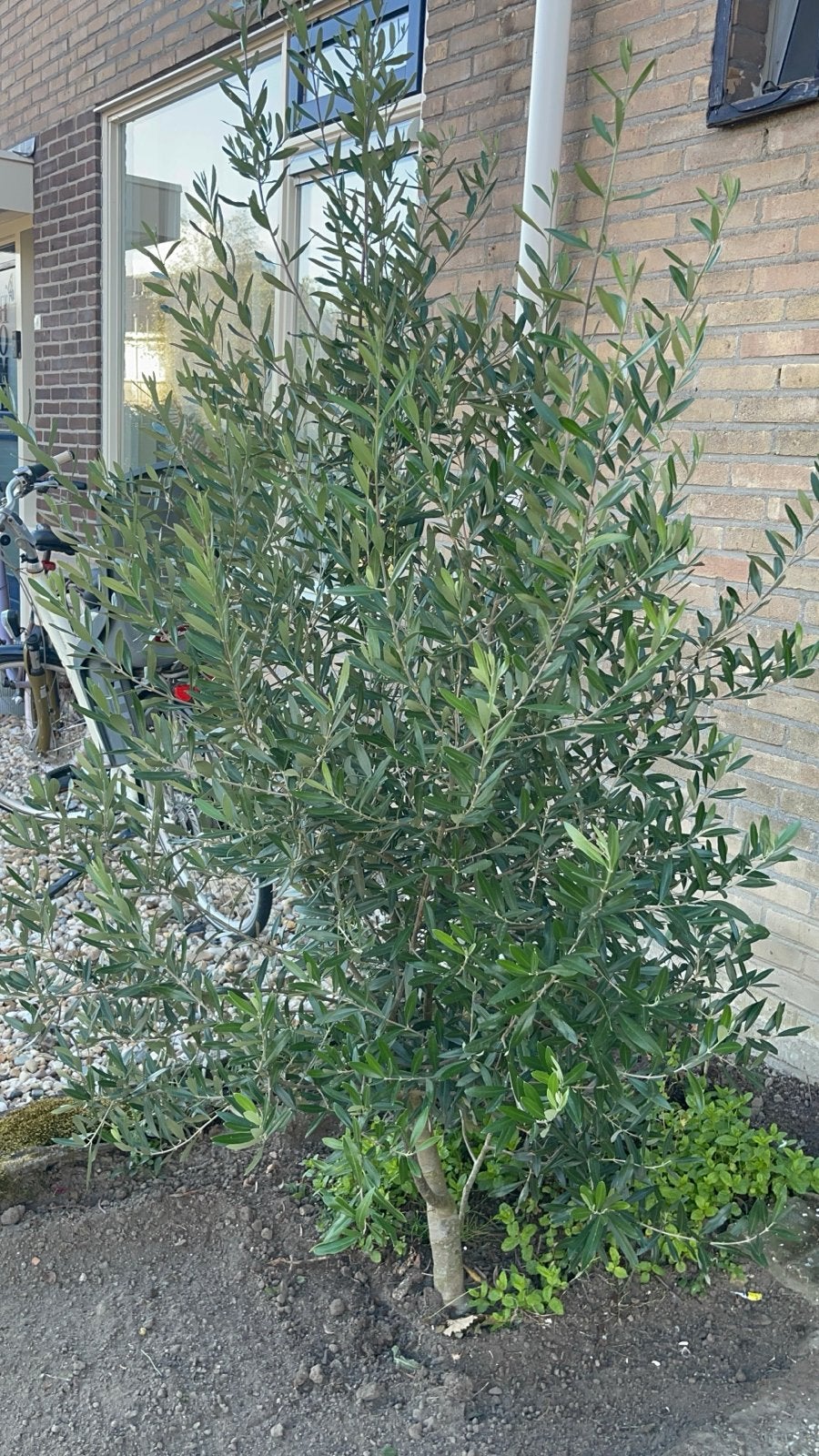 Olijfboom - Jonge Olijfboom voor Tuin of Terras, Tuin en Terras, Volle zon, Vaste plant, Lente, Ophalen