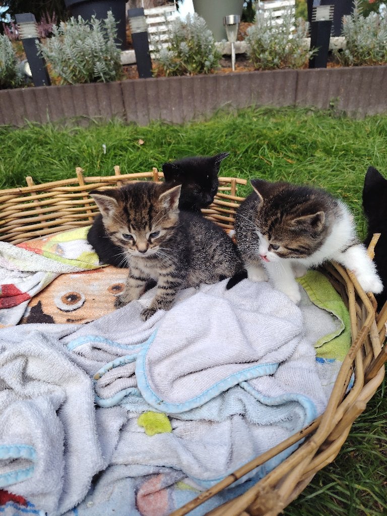 Kittens, Meerdere dieren
