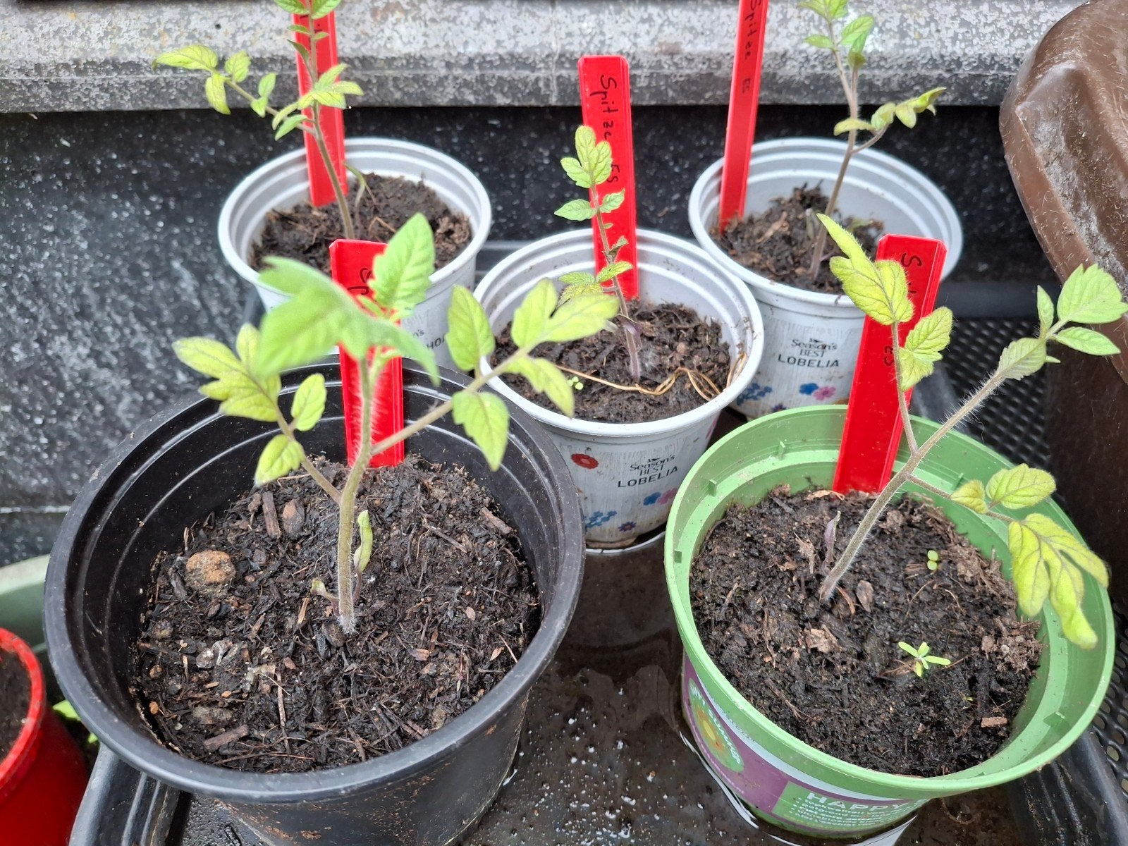 Laatste tomatenzaailingen gratis, Tuin en Terras, Planten | Tuinplanten, Ophalen, Eenjarig, Overige soorten, Volle zon