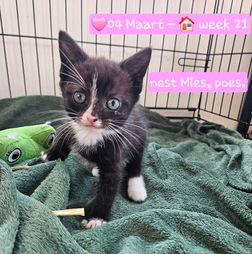 Huiselijke Kittens, Dieren en Toebehoren, Katten en Kittens | Overige Katten, Meerdere dieren