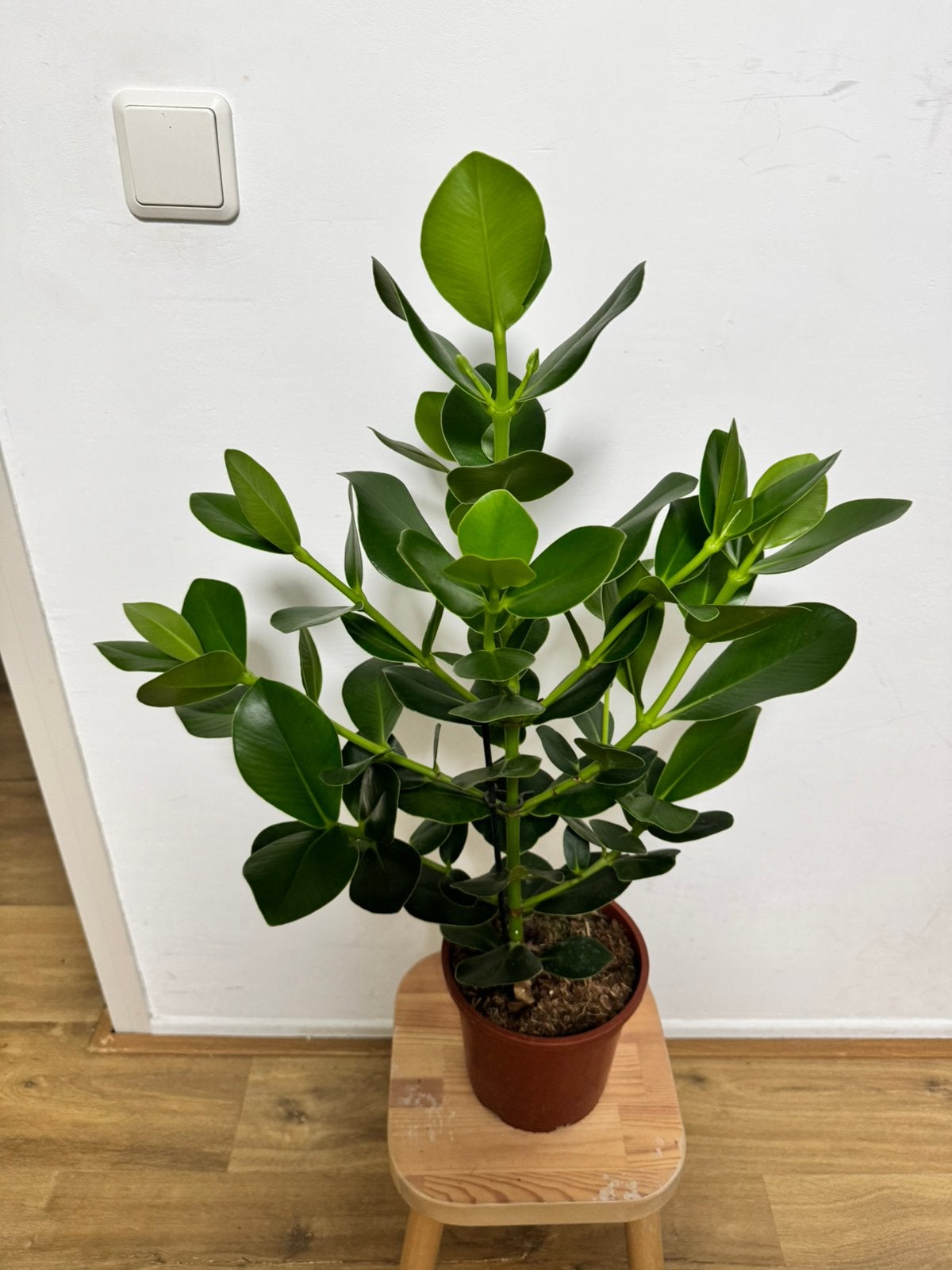 Cluzea plant, Huis en Inrichting, Ophalen, Halfschaduw, Minder dan 100 cm