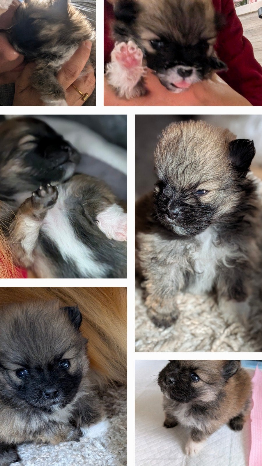 Mini dwergkees pomeriaan puppy's te koop, Dieren en Toebehoren, Keeshond, Teef, Meerdere, Nederland