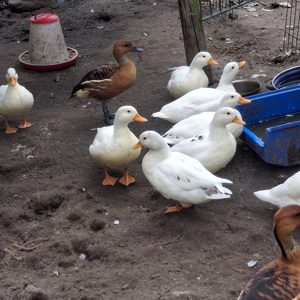 Kwakers, Dieren en Toebehoren, Pluimvee, Geslacht onbekend, Eend