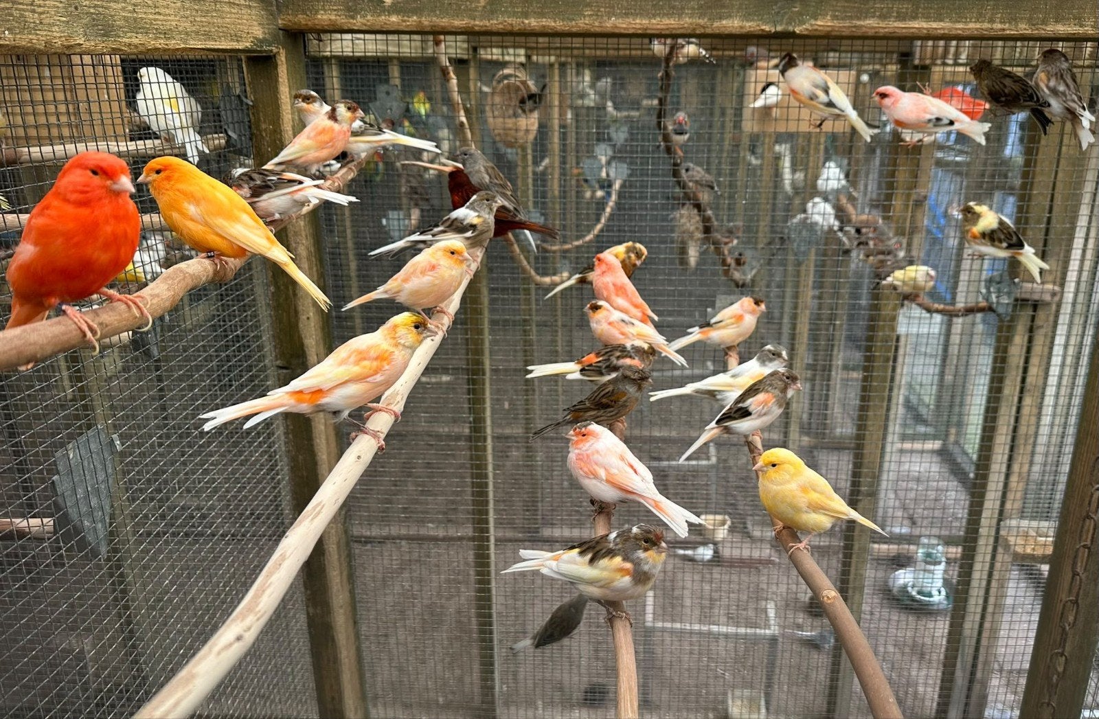 harlekijn kanaries, Dieren en Toebehoren, Meerdere dieren, Kleurkanarie