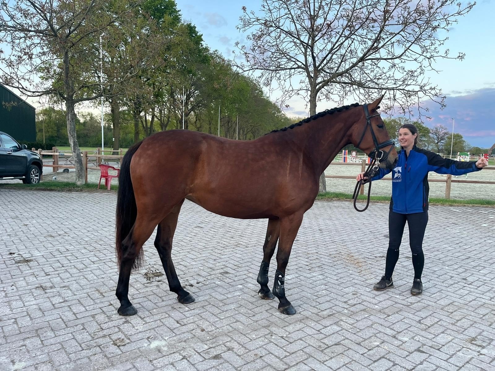 Brave 4 jarige spring merrie, Dieren en Toebehoren, Paarden, Merrie, Springpaard, Met stamboom, Zadelmak
