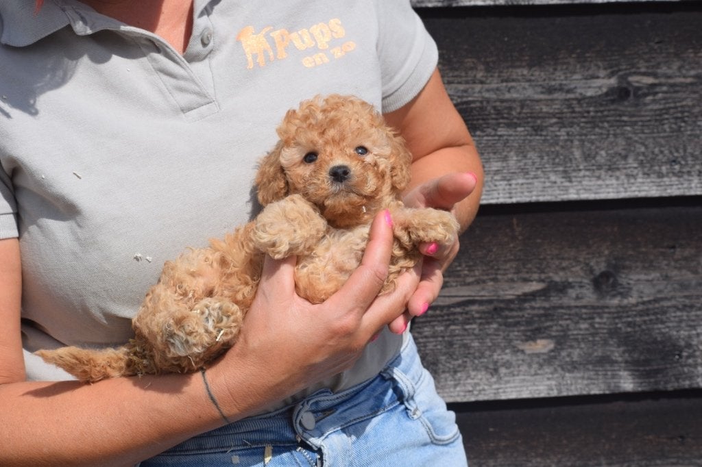 Poedel pups prachtige keuze, Poedel, België, 15 weken tot 1 jaar, Meerdere