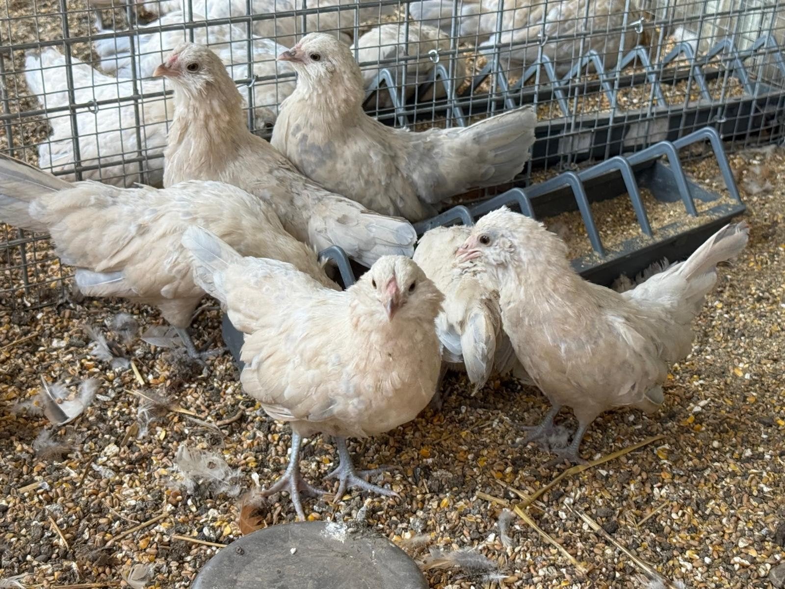 Te koop antwerpse baardkrielen isabel porselein, Dieren en Toebehoren, Meerdere dieren, Kip