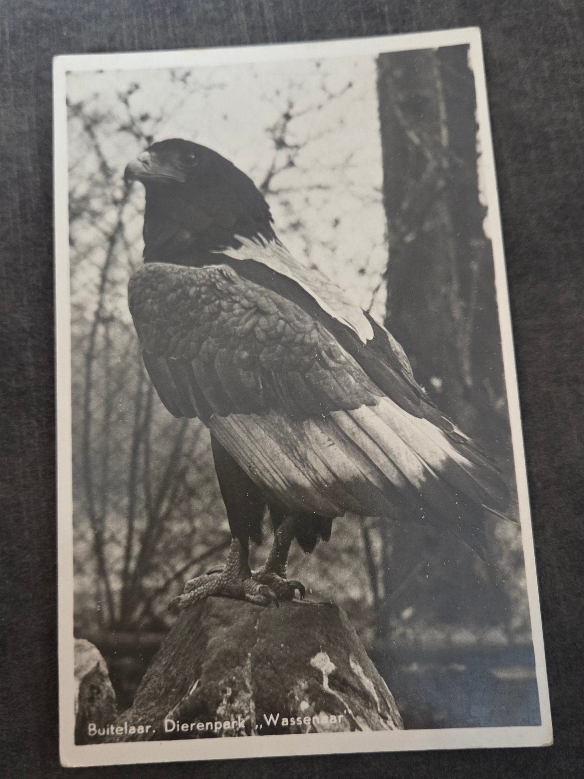 Oude Ansichtkaart Buitelaar Dierenpark Wassenaar, Verzenden, 1940 tot 1960, Ongelopen, Vogel