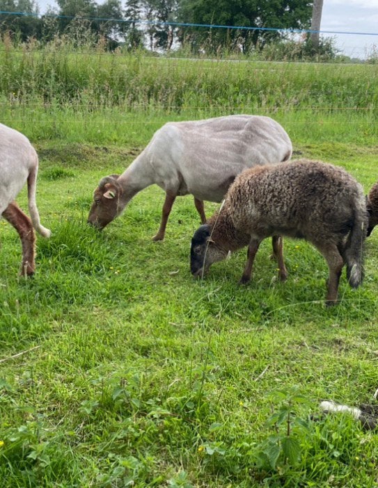 Drents heideschaap lammeren, Mannelijk, Schaap, 0 tot 2 jaar