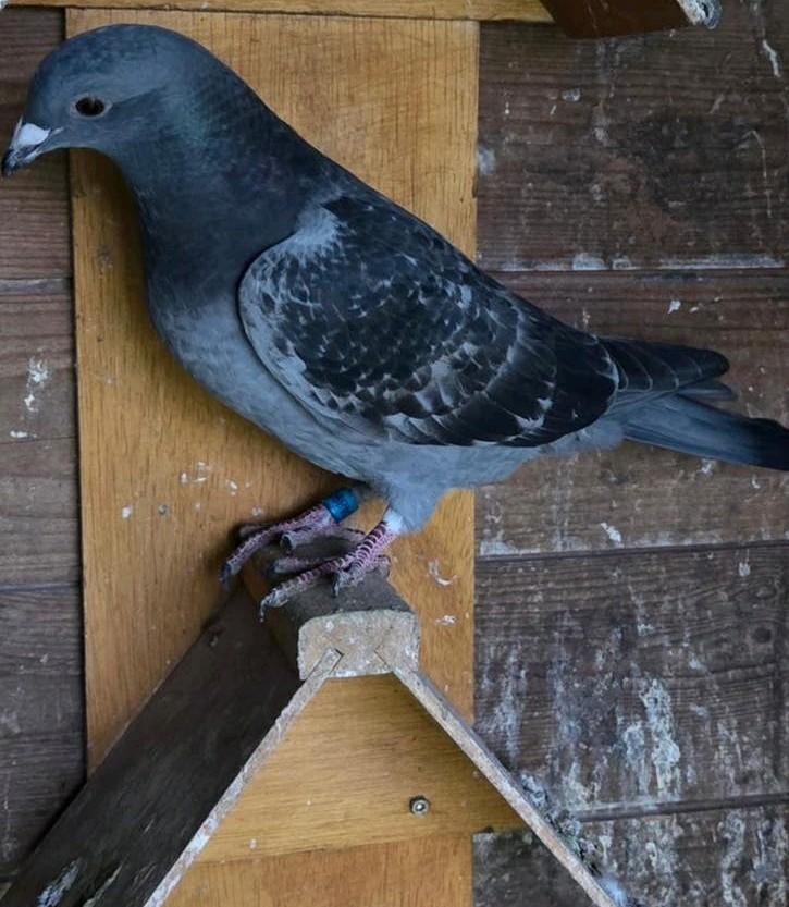 Te koop jonge duif van 2026 500-600km, Dieren en Toebehoren, Vogels | Duiven, Vrouwelijk, Postduif