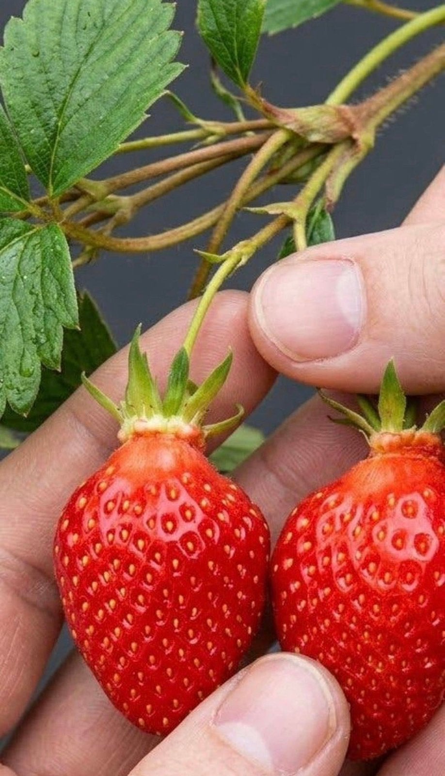 17 Soorten Aardbei planten | Vroeg Midden Laat Doordragend, Volle zon, Vaste plant, Ophalen of Verzenden, Zomer