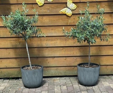 2 olijfbomen in (dure) Capi Europe buiten potten, Lente, 100 tot 250 cm, Olijfboom, Ophalen