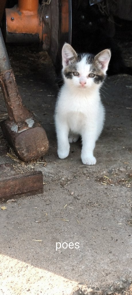 Kittens, Dieren en Toebehoren, Meerdere dieren, Kortharig, 0 tot 2 jaar