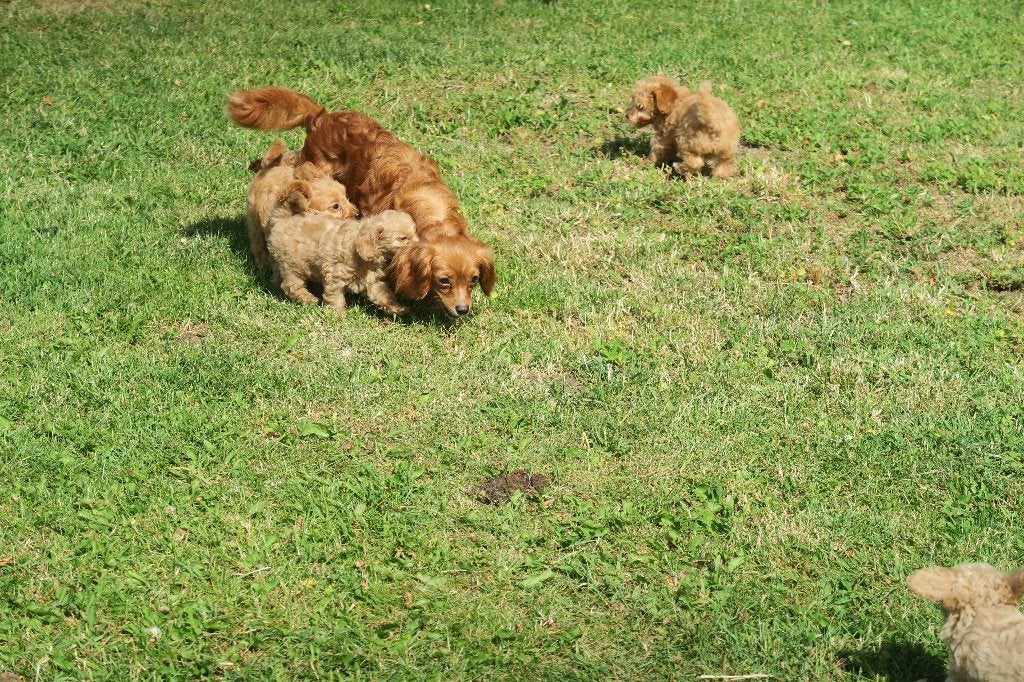 Cavapoo pups ( Cavalier King Charles Spaniel x Poedel ), Poedel, Parvo, Nederland, 8 tot 15 weken