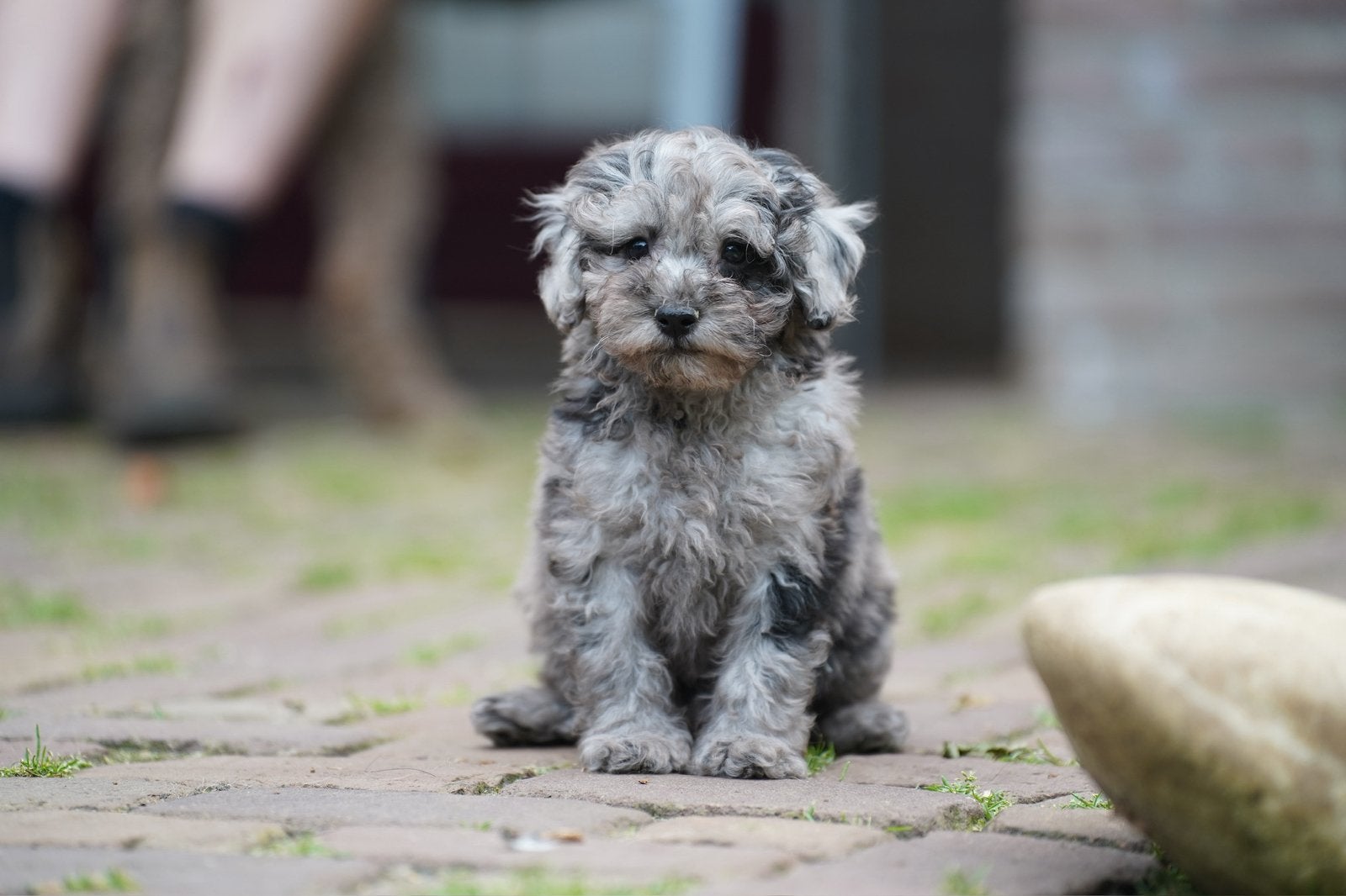 Mini Labradoodle pups | Dwergpoedel x Mini Labradoodle, Dieren en Toebehoren, Parvo, Nederland, 8 tot 15 weken, Meerdere