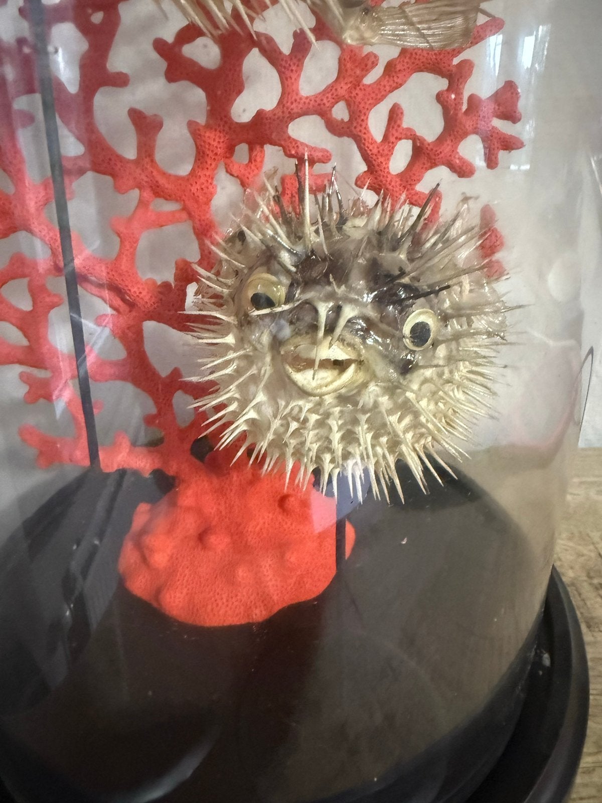 Glazen stolp met twee opgezette kogelvissen en koraal, Antiek en Kunst, Curiosa en Brocante, Ophalen of Verzenden