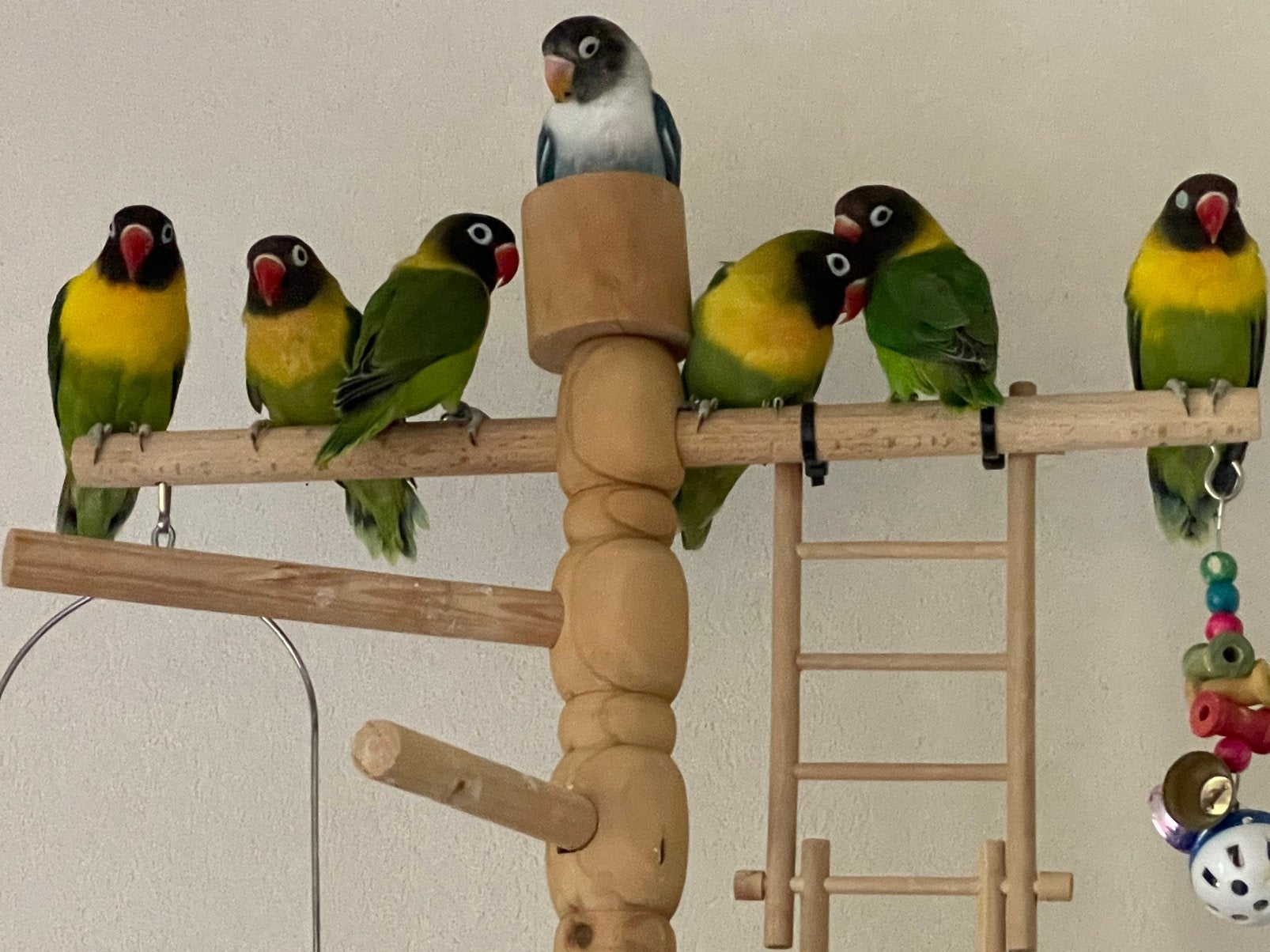 Jonge en Gezonde Agapornis Dwergpapegaai Lovebird Handtam, Meerdere dieren, Dwergpapegaai of Agapornis, Tam