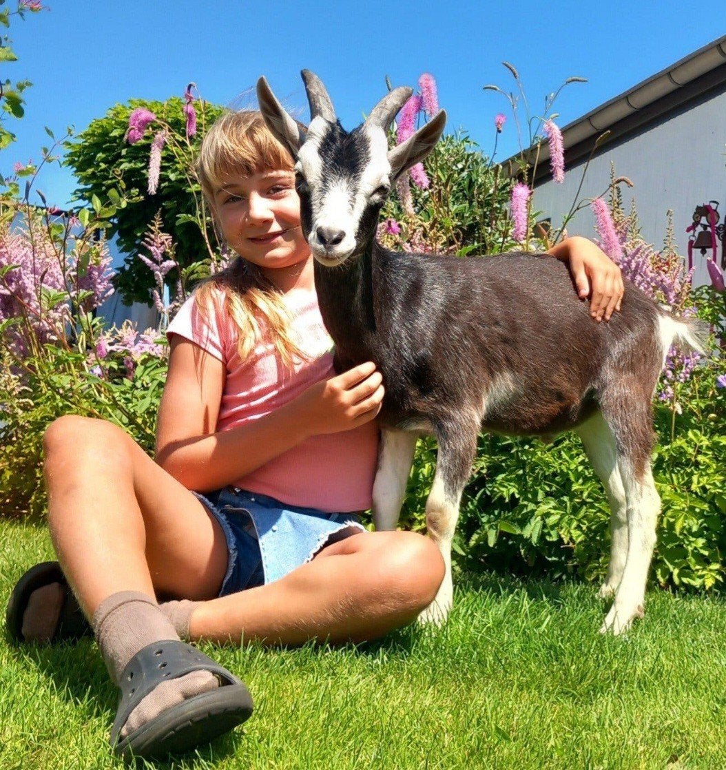 mooie lieve alpine toggenburger, Dieren en Toebehoren, Schapen, Geiten en Varkens, Mannelijk, Geit, 0 tot 2 jaar