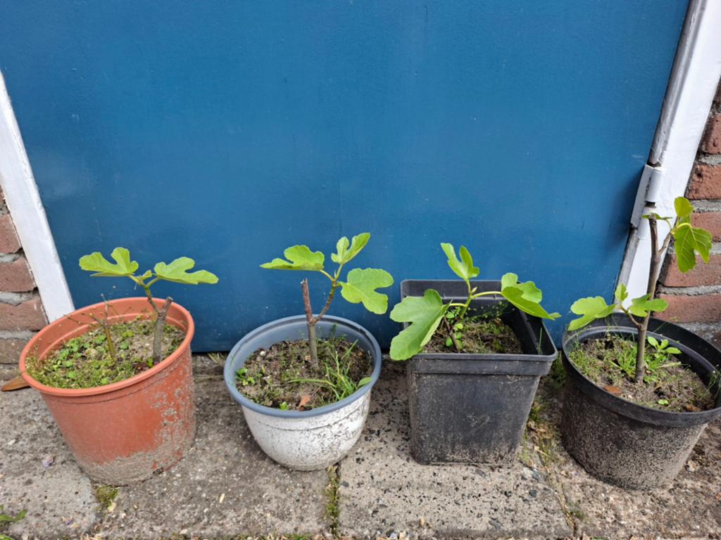 Vijgenboom stekjes, groot en klein, Tuin en Terras, Planten | Tuinplanten, Ophalen, Volle zon, Vaste plant, Zomer