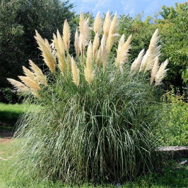Pampasgras, Ophalen, Eenjarig, Groenteplanten, Volle zon