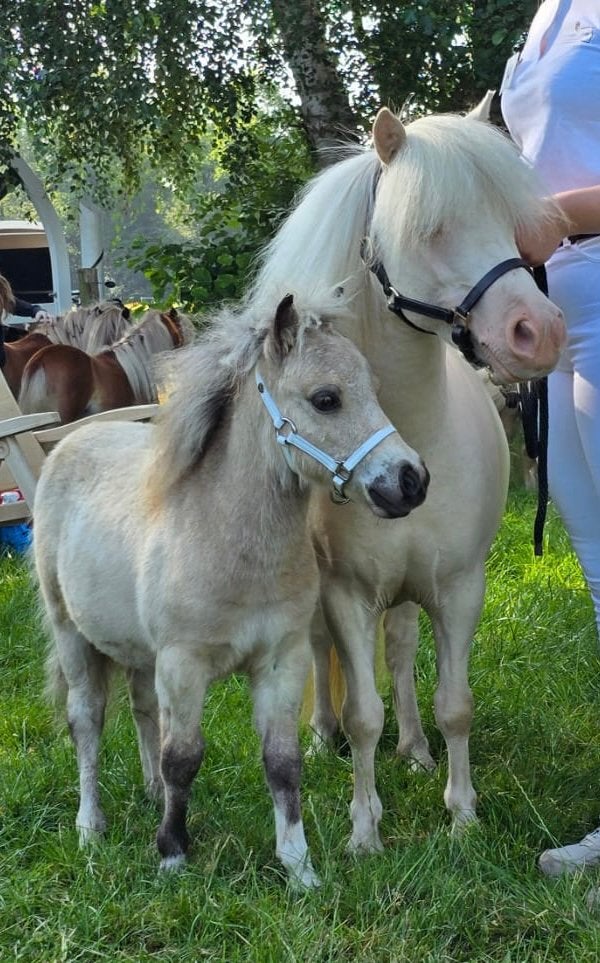 Shetlander