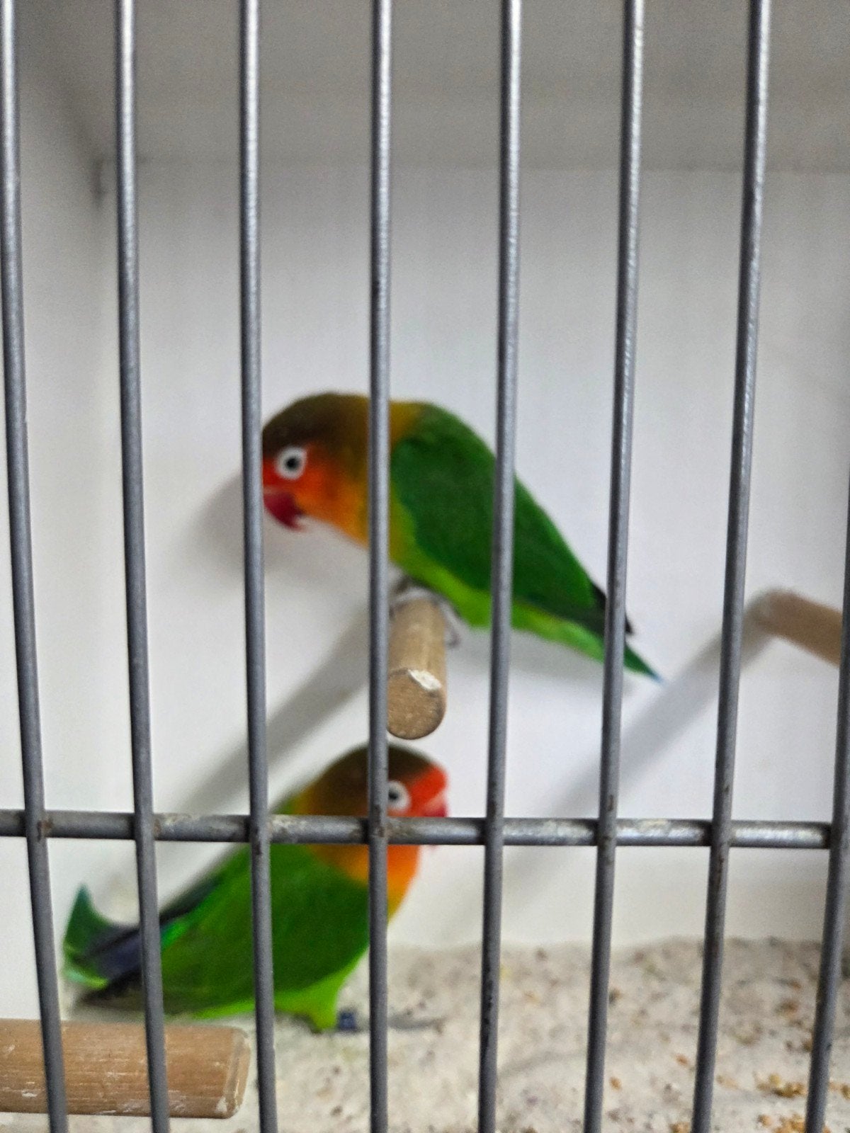 2 agapornis fischeri, Dieren en Toebehoren, Geslacht onbekend, Dwergpapegaai of Agapornis, Geringd
