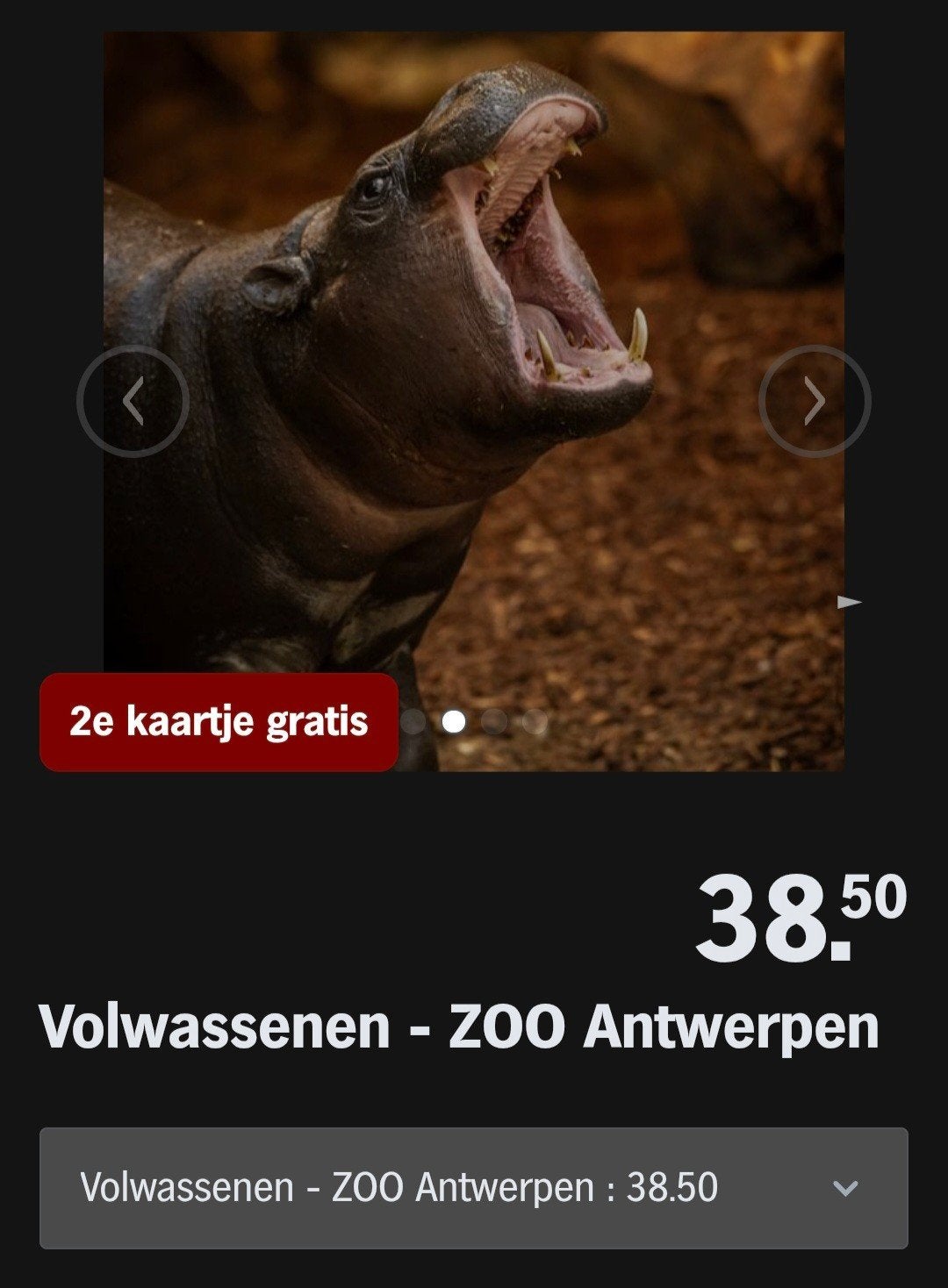ZOO ANTWERPEN ♡ 2e kaartje gratis (AH spaarkaarten), Tickets en Kaartjes, Recreatie | Dierentuinen, Overige typen