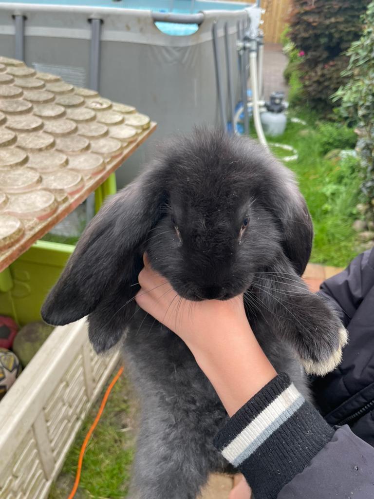 Jongen franse hangoren raszuiver, Dieren en Toebehoren, Konijnen, Meerdere dieren, Groot