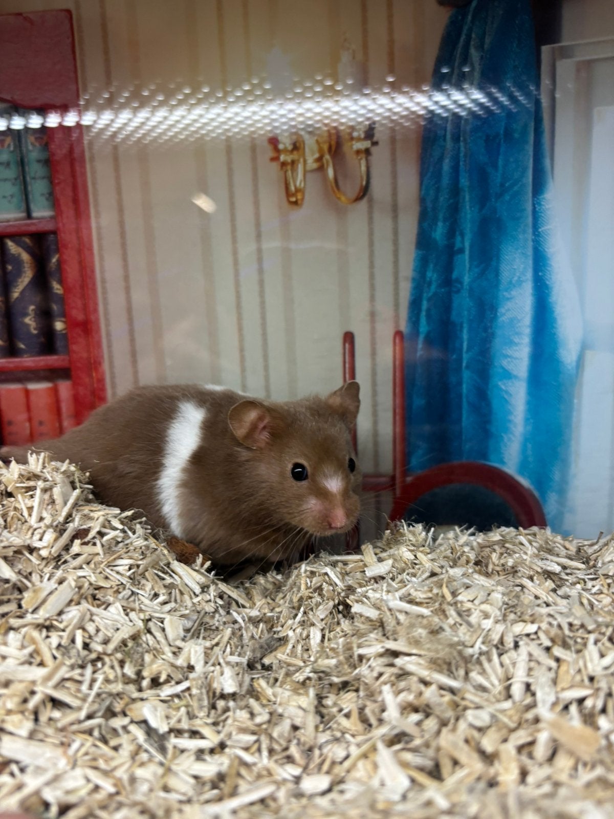 Jonge goudhamsters man, Dieren en Toebehoren, Knaagdieren, Hamster, Mannelijk, Juli, Tam
