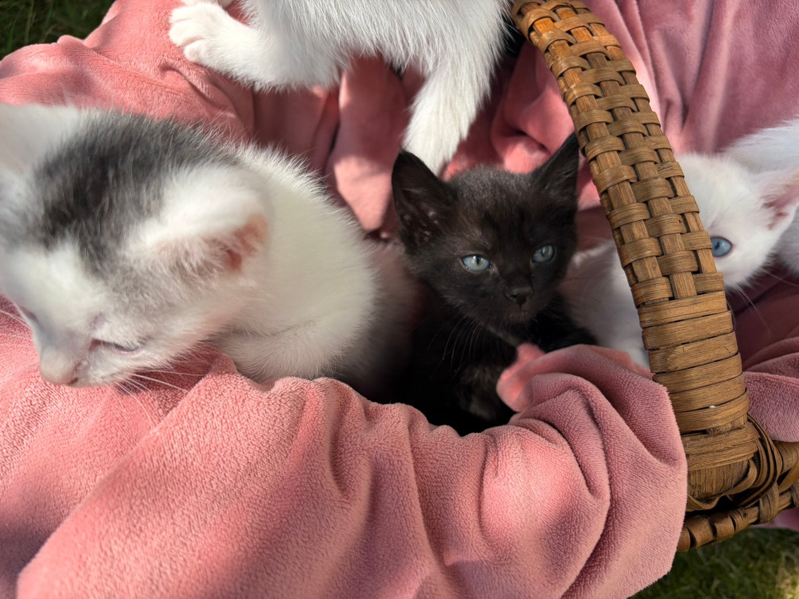 4 kitten ,  19/08/ 26 mogen ze weg, Dieren en Toebehoren, Meerdere dieren, Kortharig, 0 tot 2 jaar