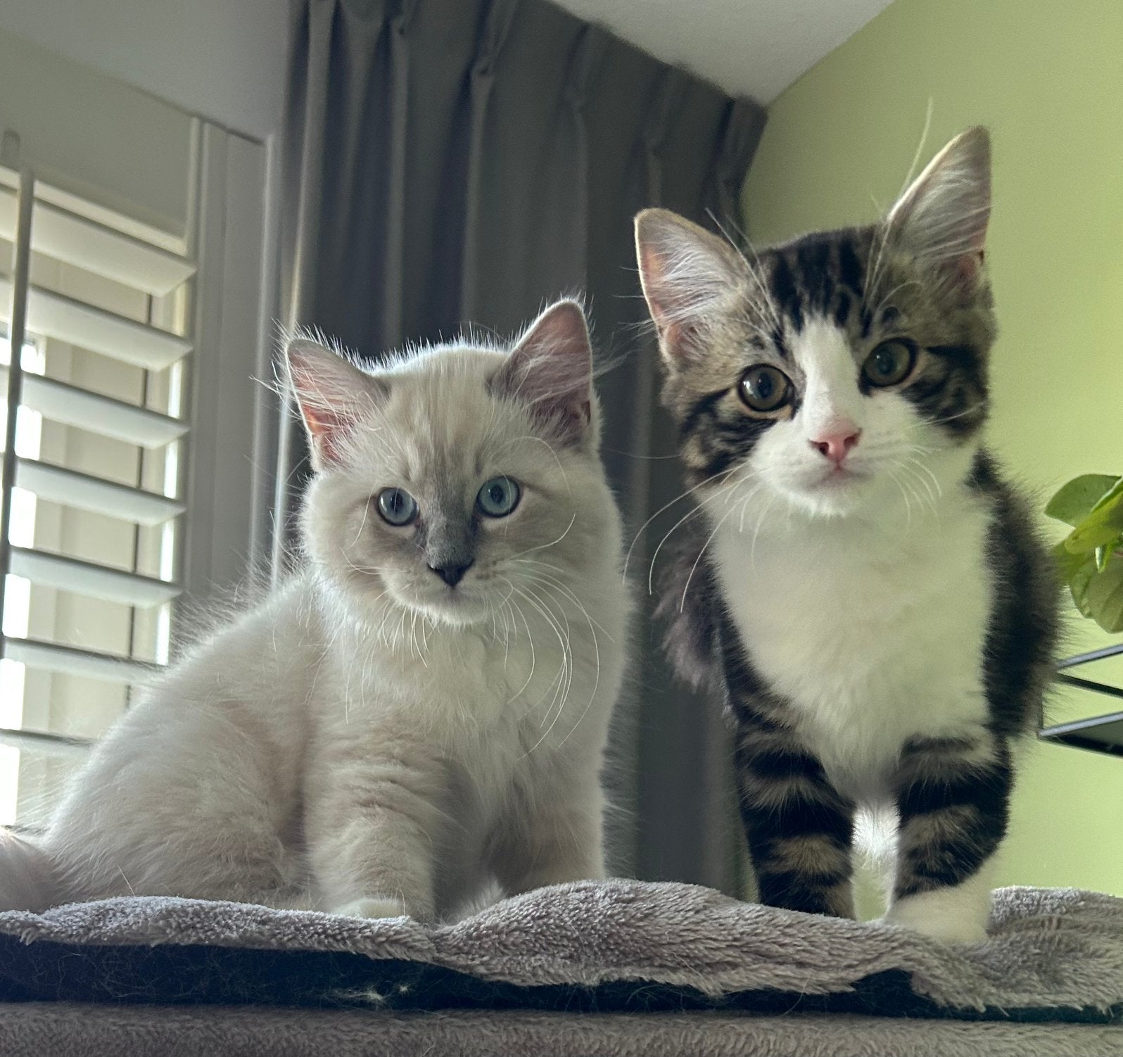 Deze 2 fluffy Ragdoll katertjes mogen vanaf 20-8 verhuizen, Meerdere dieren, Met stamboom, 0 tot 2 jaar