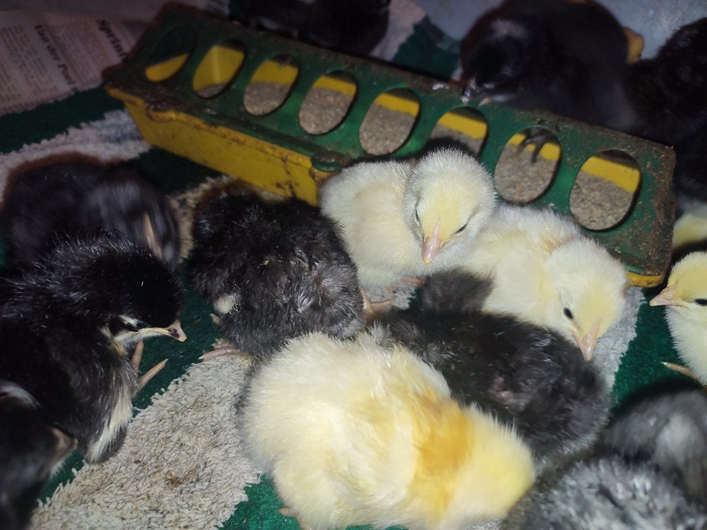 Jonge kuikens van 29 sept Amrock Australorp Wyandotte, Dieren en Toebehoren, Geslacht onbekend, Kip