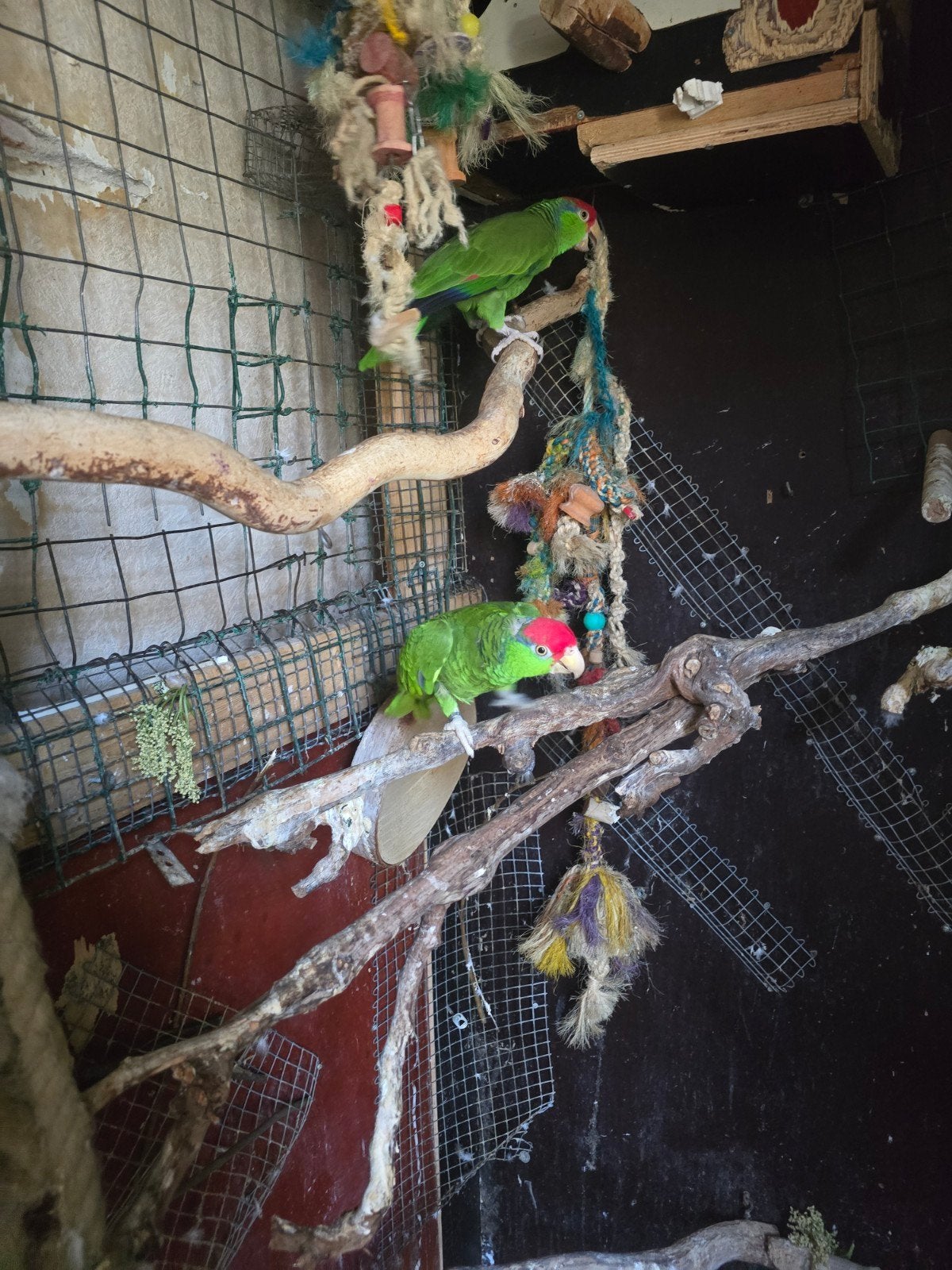 Groenwang amazones koppel te koop, Dieren en Toebehoren, Vogels | Parkieten en Papegaaien, Meerdere dieren, Papegaai, Pratend