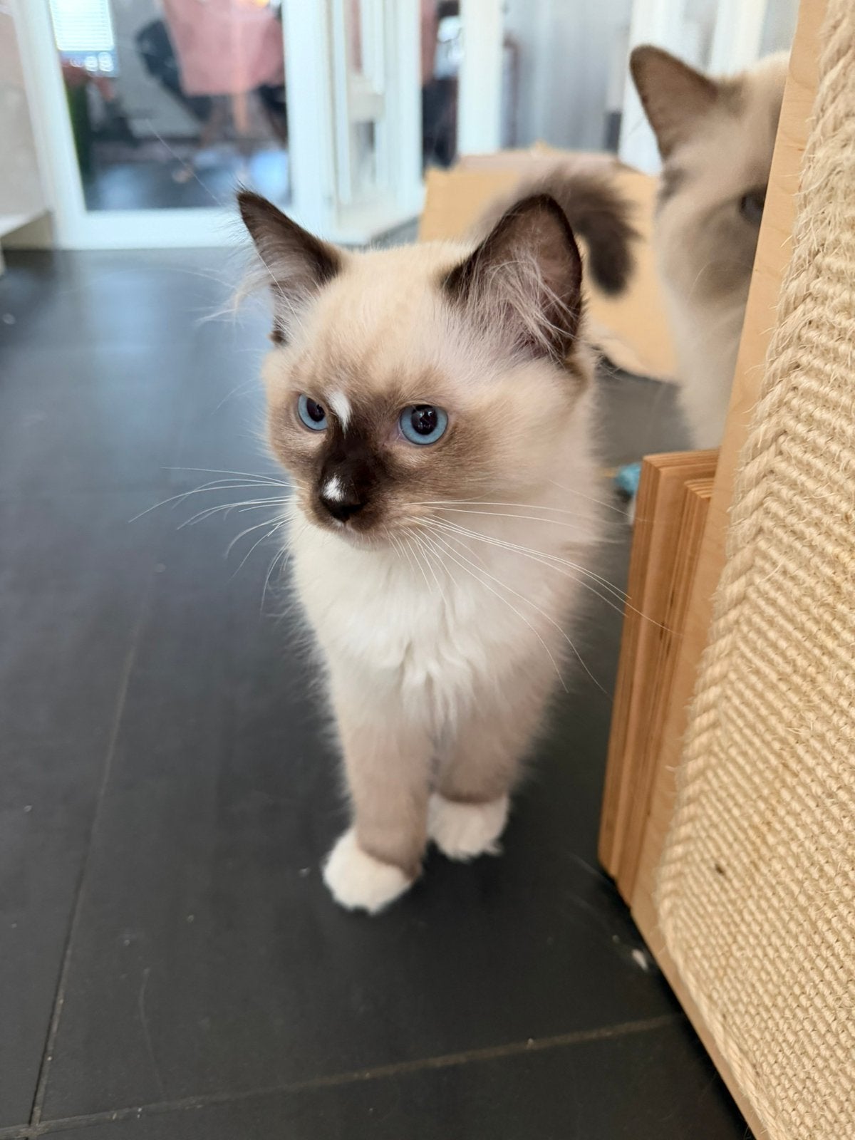Ragdoll kittens met stamboom MOGEN VERHUIZEN, Meerdere dieren, Met stamboom, 0 tot 2 jaar