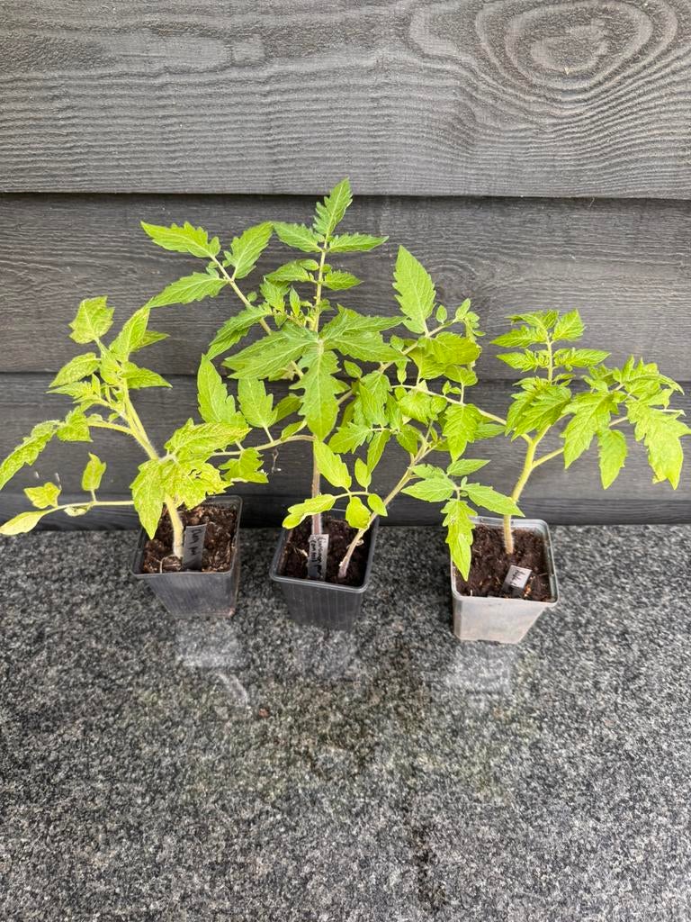 Tomaten planten, Tuin en Terras, Planten | Tuinplanten, Ophalen, Volle zon, Eenjarig, Zomer